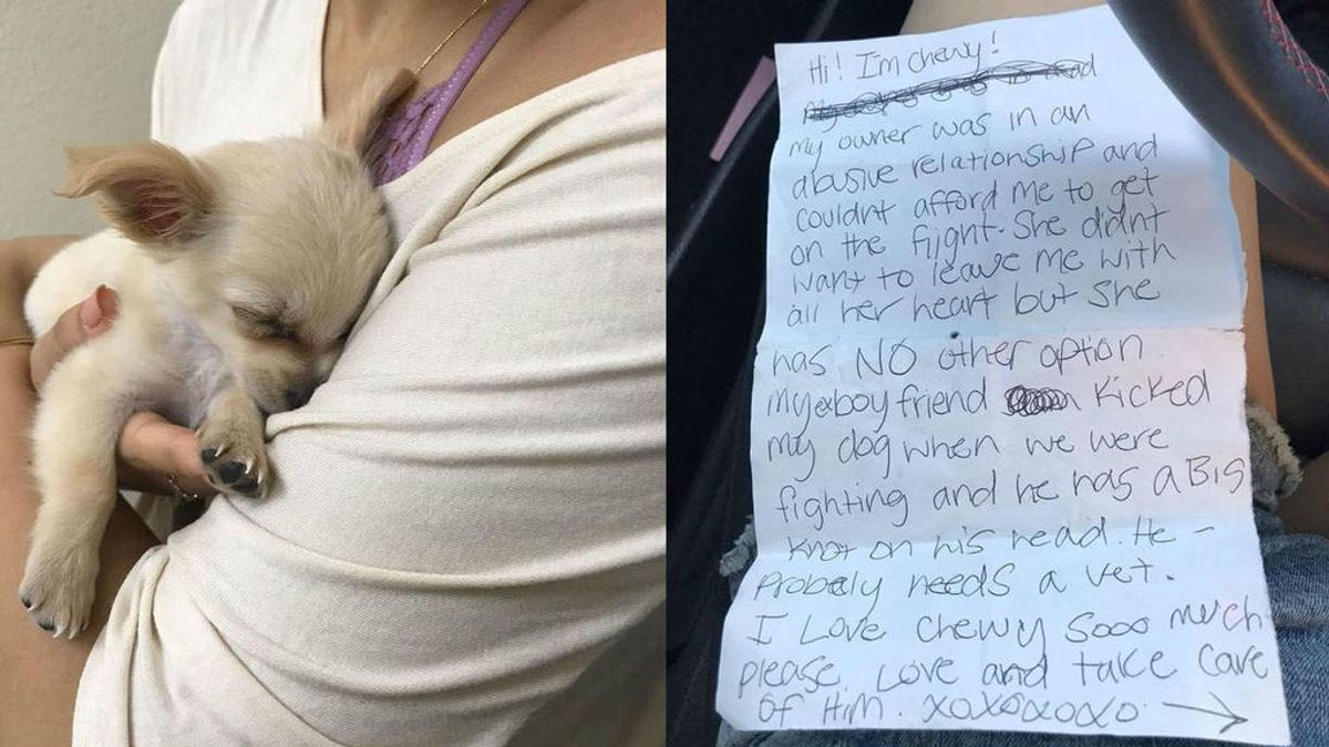 Un cachorro es abandonado en un aeropuerto con una emotiva carta