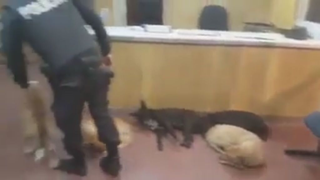 Este policía argentino refugia en la comisaría a perros callejeros  durante la noche