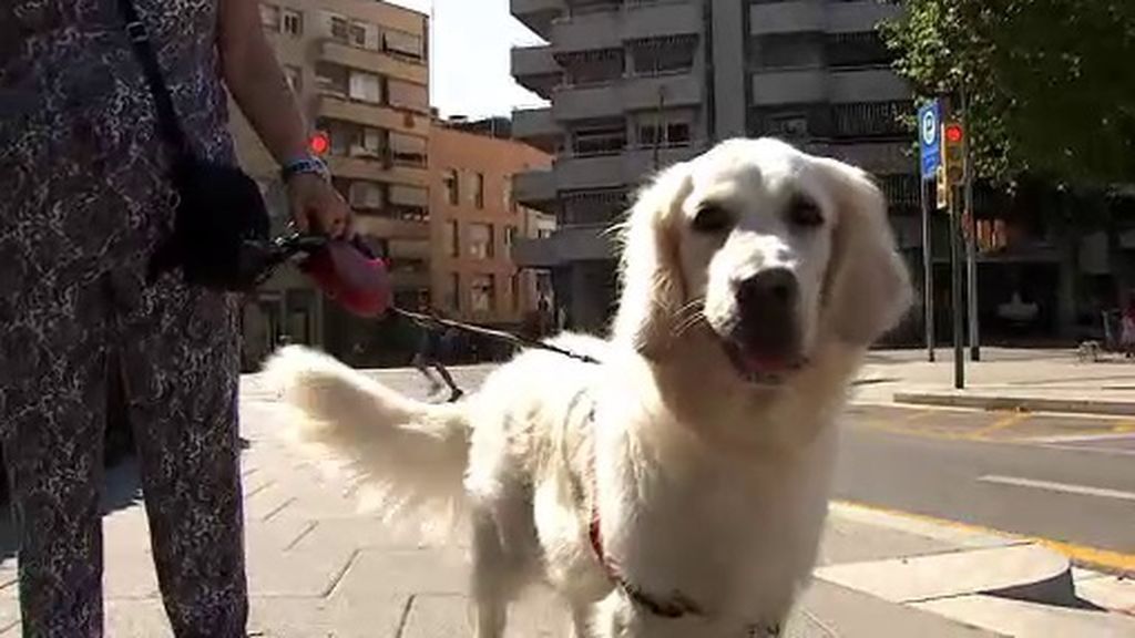 No limpiar el pis de su perro le puede costar 750 euros si vive en Mataró