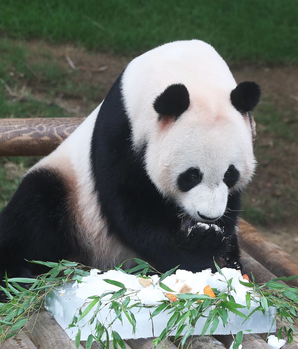 Corea del Sur celebra en julio cumpleaños de osos pandas provenientes de China