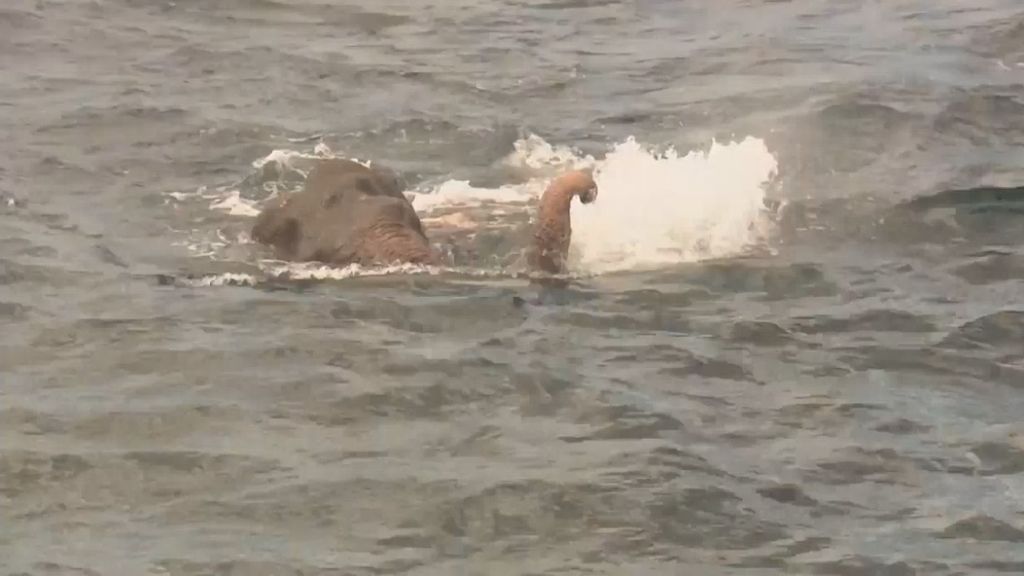 Rescatan a un elefante en alta mar que luchaba por sobrevivir