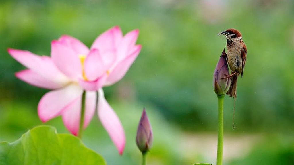 Flores de loto en Corea del Sur