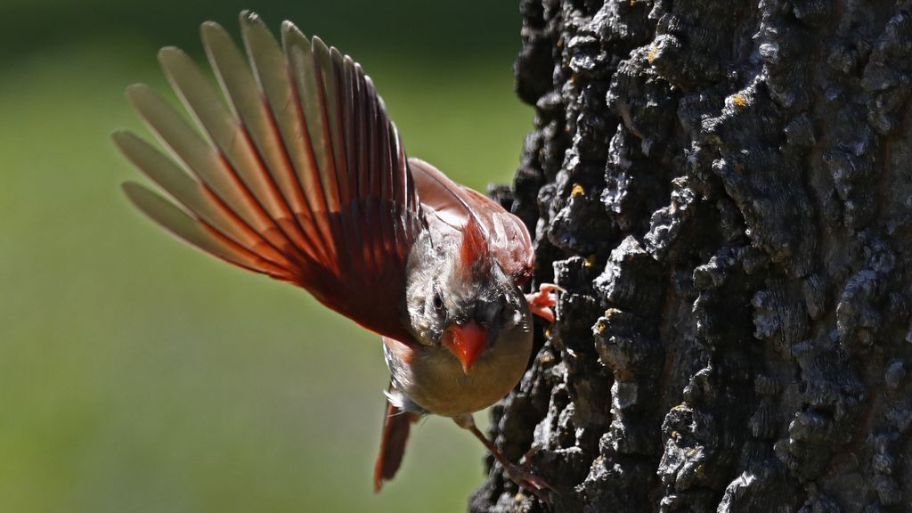 Cardenales en Texas