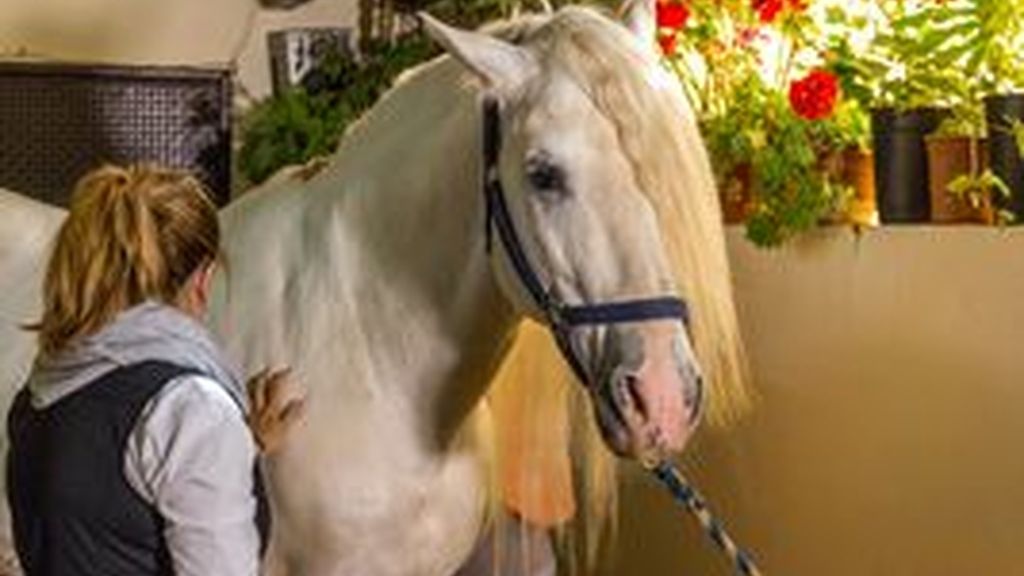 La equinoterapia forma parte de las actividades del centro
