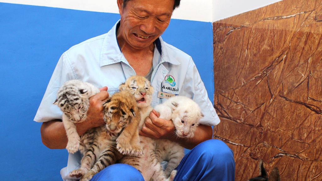 Una tigresa blanca, especie extinguida, da a luz a cuatro cachorros en zoológico chino