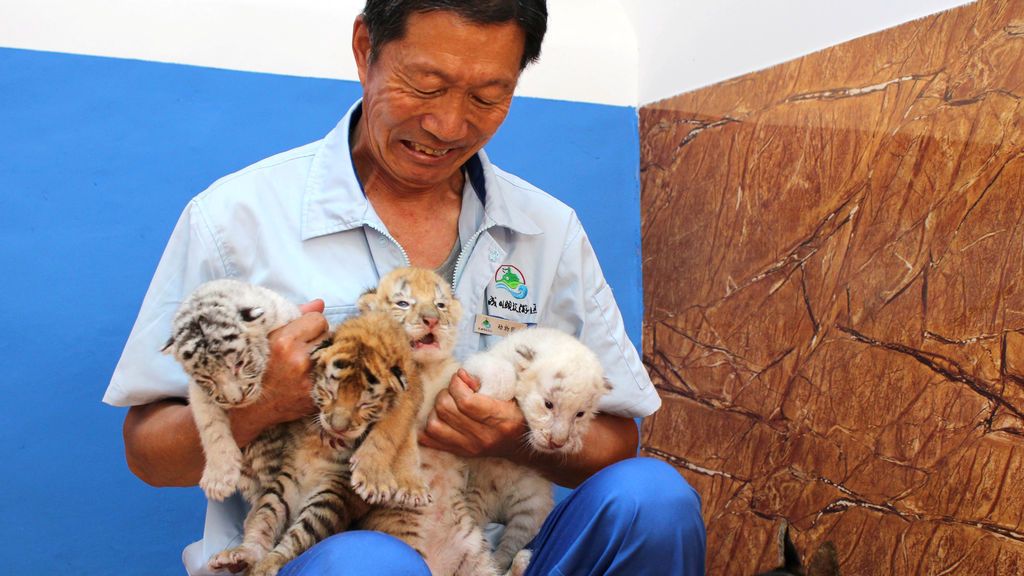 Una tigresa blanca, especie extinguida, da a luz a cuatro cachorros en zoológico chino