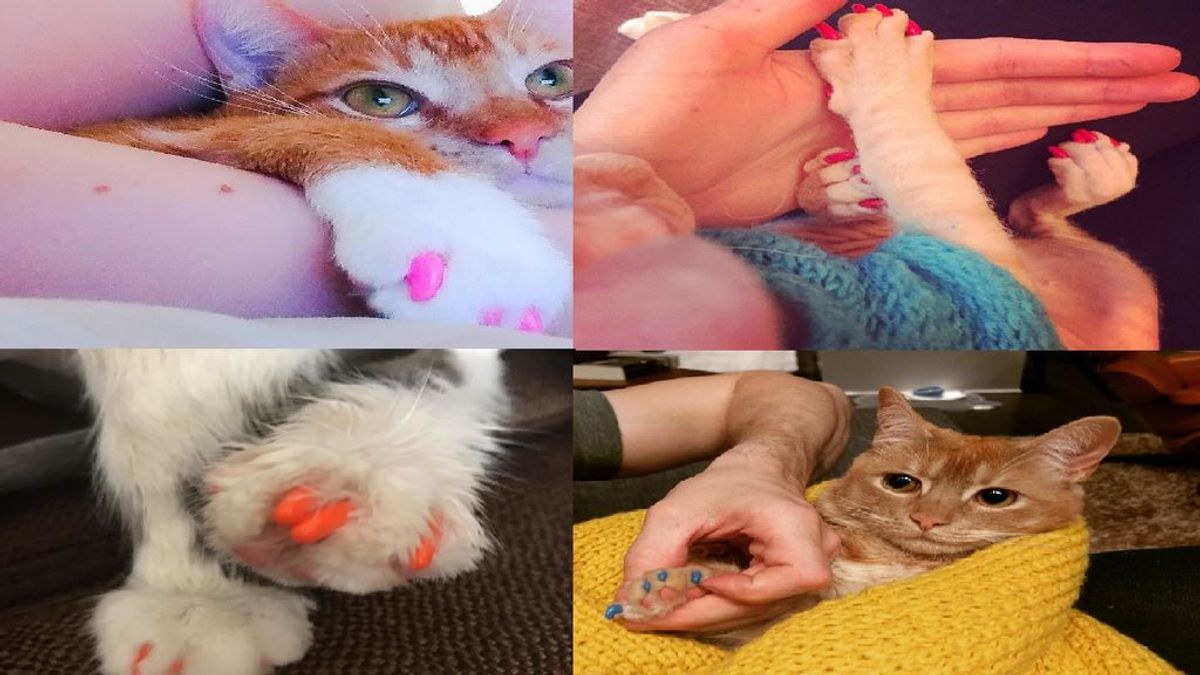 Manicura en los gatos: la  peligrosa moda de la que advierten los veterinarios