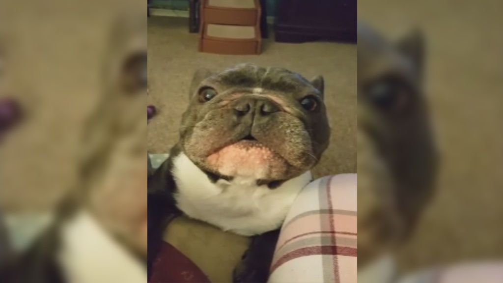El curioso llanto de Chip, un bulldog francés, para llamar la atención de su dueño
