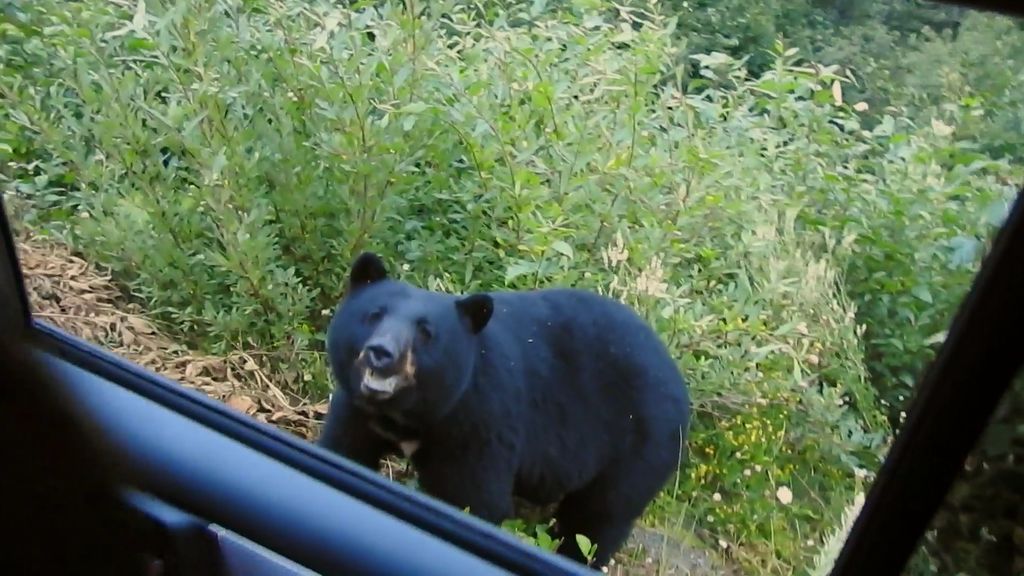 Ver para creer: un oso en el arcén de la carretera sorprende a la familia