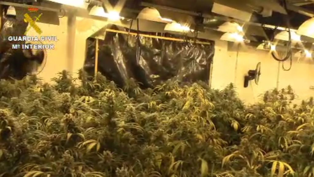 La Guardia Civil detecta un aumento de plantaciones de marihuana en España