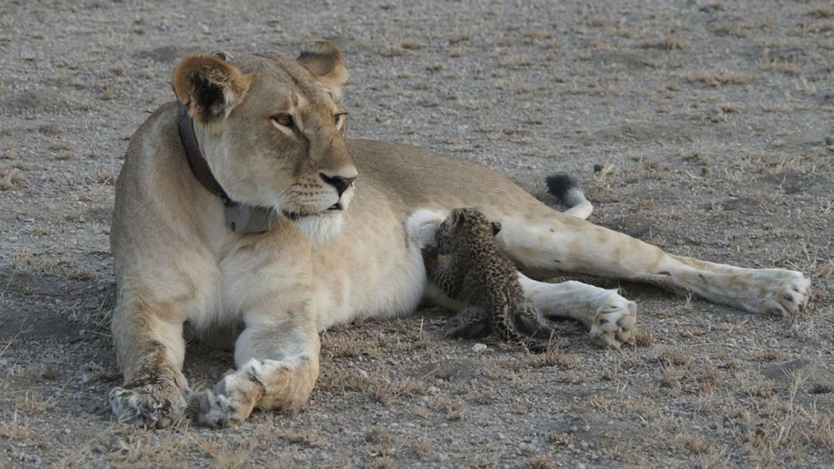 Una leona adopta y amamanta a un cachorro de leopardo en una reserva de Tanzania