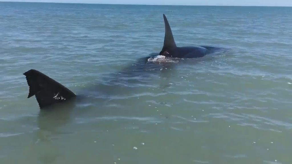 Sorpresa en la playa: encuentran un tiburón blanco de cinco metros cerca de la orilla