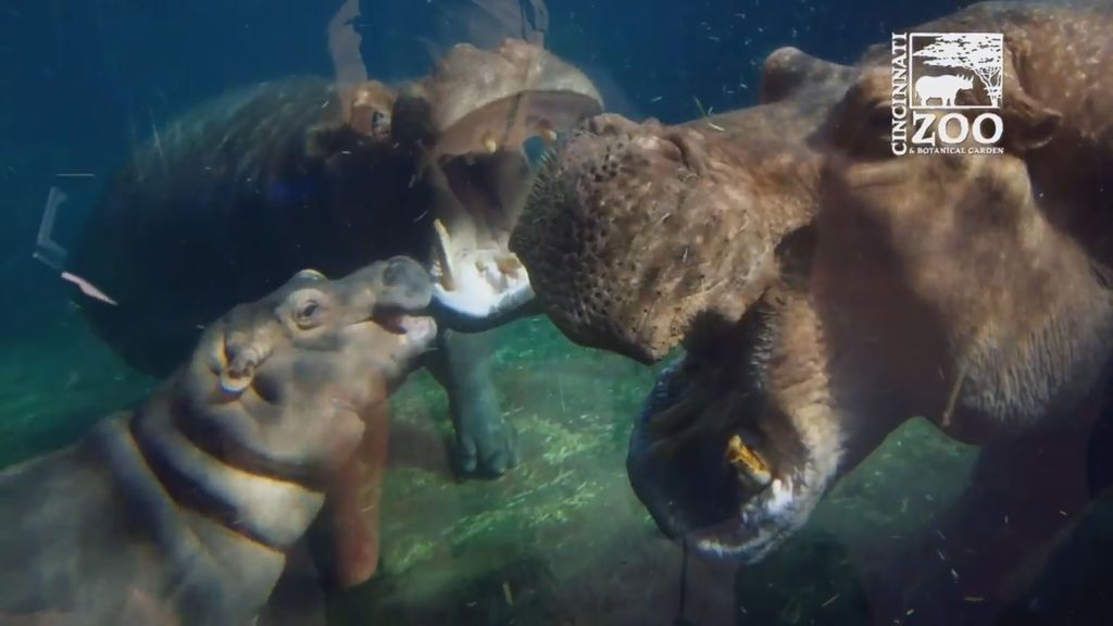 Fiona, la hipopótama que nació prematura en Cincinnatti, ya está junto a sus padres