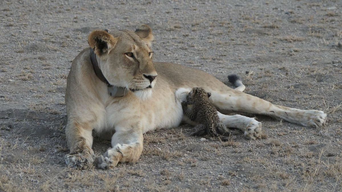 La tierna imagen de una leona cuidando de un cachorro leopardo