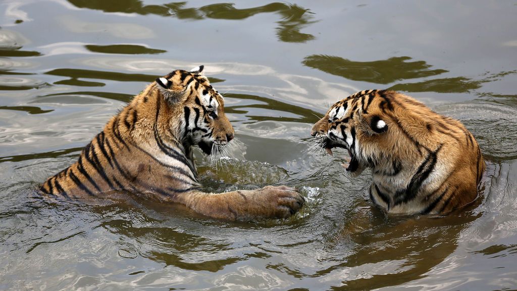Zoológico de tigres en Huangshan, China