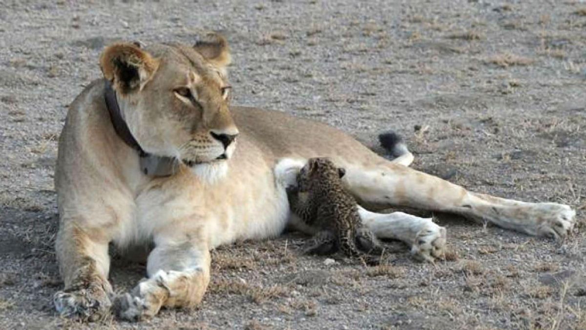 Una escena que nunca antes ha sido vista: una leona amamantando a un leopardo