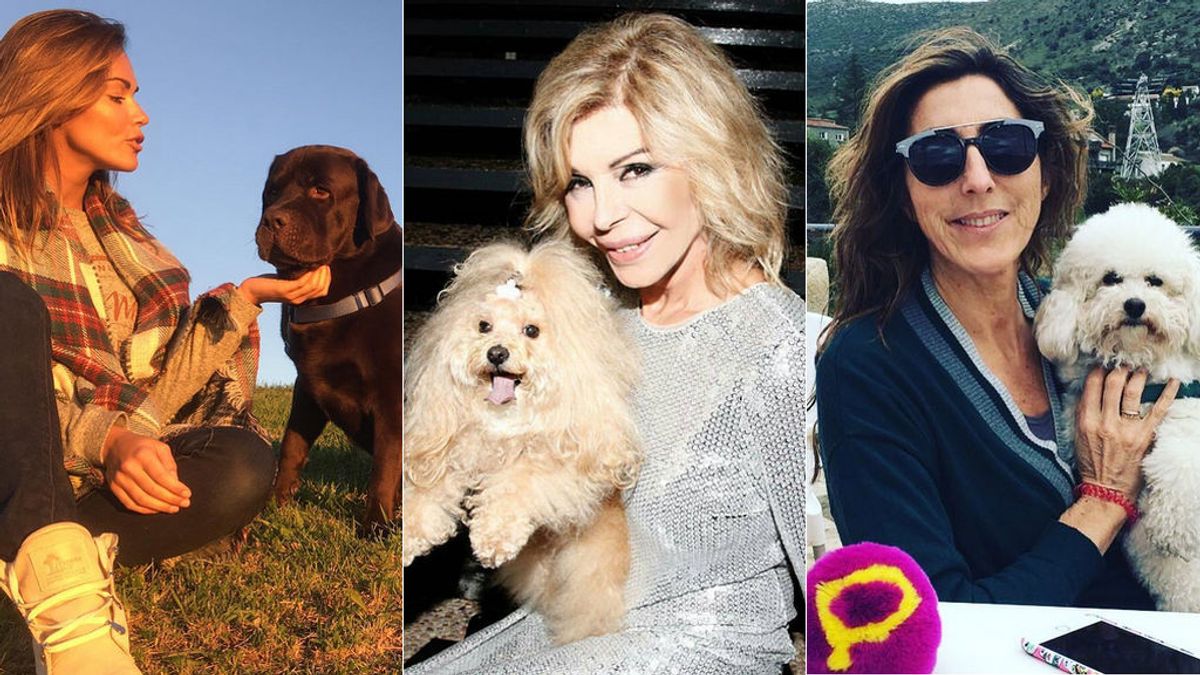 ¡Celebramos el día del perro! Os presentamos a las mascotas más ‘celebrities’ de nuestros famosos Mediaset