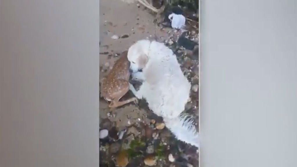 Un perro rescata 'in extremis' a un cervatillo que se estaba ahogando en el mar