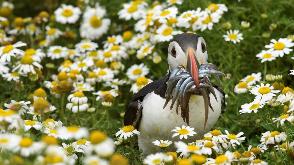 Isla de Skomer, de la costa de Pembrokeshire, Gales.