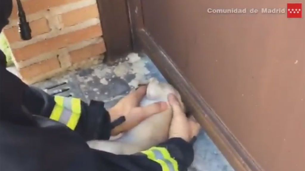 Angustioso rescate de un chihuahua con la cabeza atrapada bajo una puerta metálica
