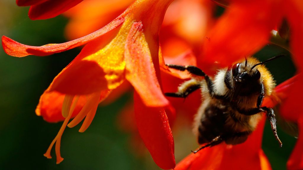 La polinización de una abeja