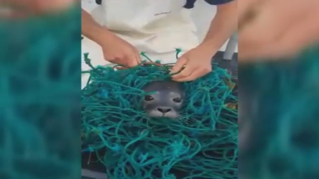Unos pescadores liberan a un bebé de foca atrapado en una red de pesca