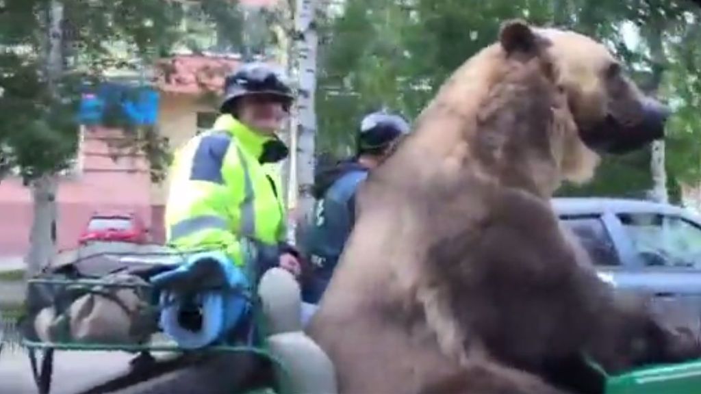 Un oso ruso  pasea en moto asombrando a los conductores