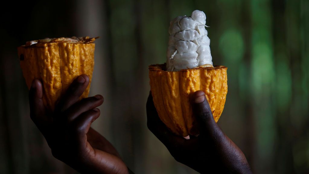 Vaina de cacao abierta
