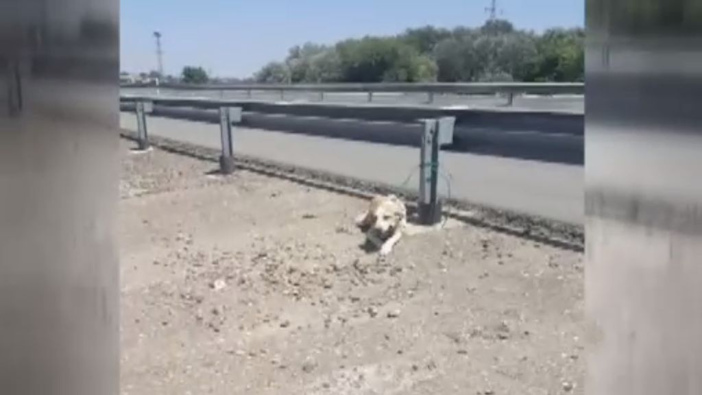 Esta perra estaba abandonada en un carretera a 40 grados sin agua ni comida
