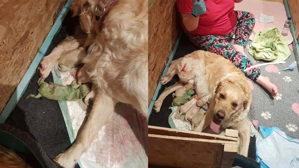 Nace un perro verde en Escocia