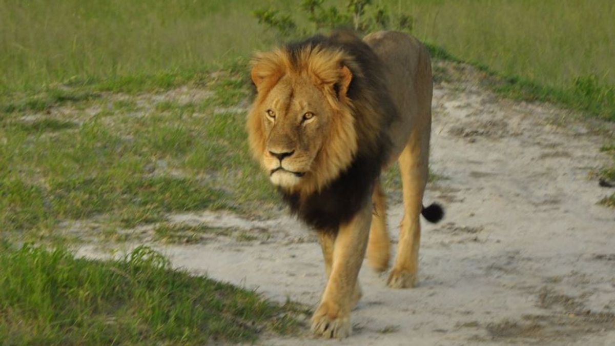Xanda, uno de los hijos del león Cecil, asesinado a tiros por un cazador