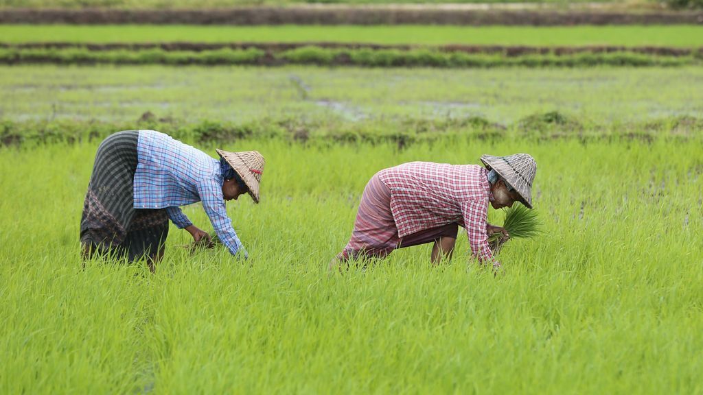 Cultivo de arroz en Birmania