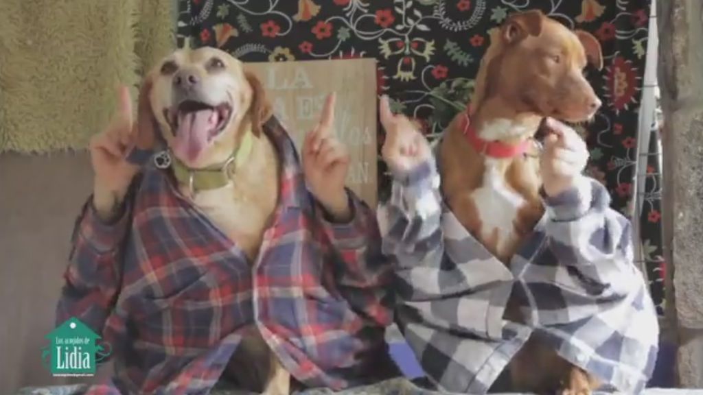 'Tu perrito',  la nueva versión del 'Despacito' que llama a la adopción de perros