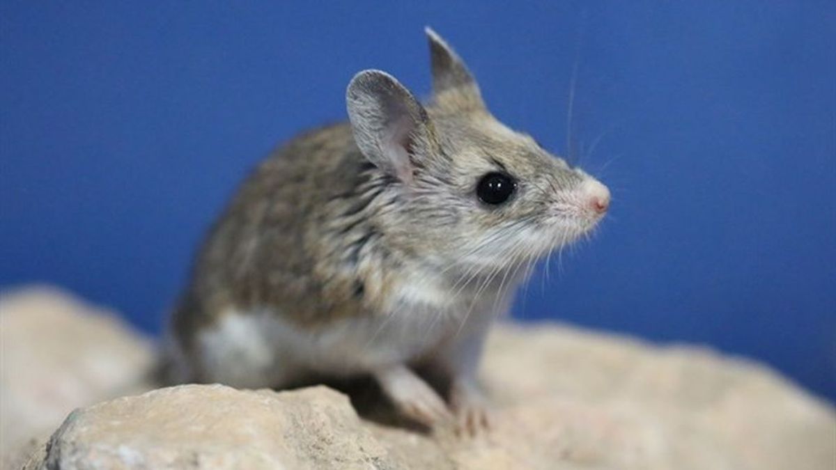 Una especie de ratón produce sonidos como los seres humanos