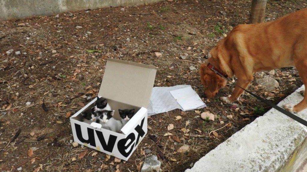 Un perro encuentra varios gatitos abandonados y los acoge como un padre