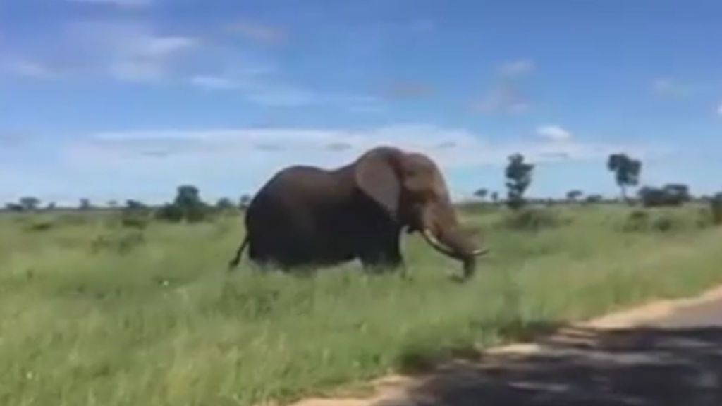 Muere un hombre español al atacarle un elefante en un safari