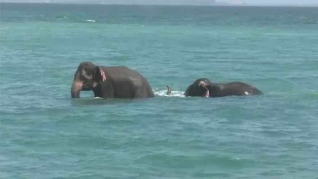 Sorprendente rescate de elefantes en el Océano Índico