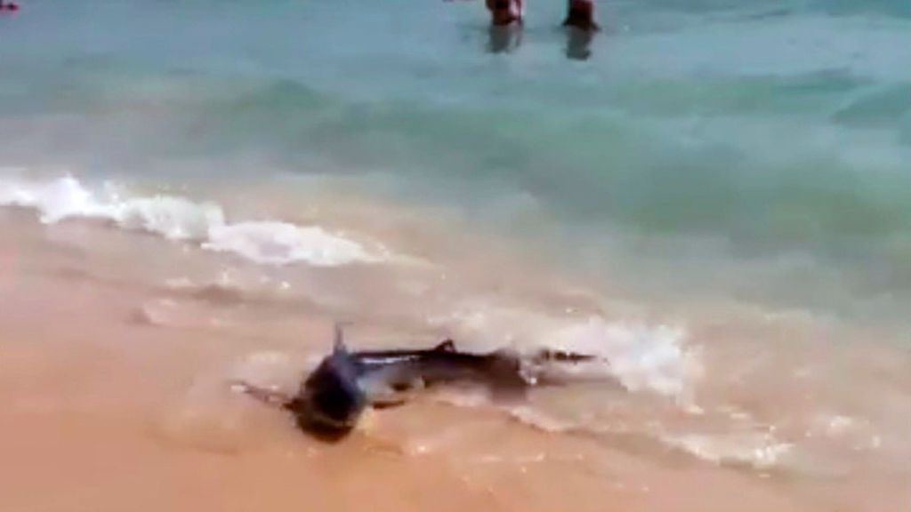 Un herido leve por rozarse con un tiburón en una playa de Mallorca Un herido leve por rozarse con un tiburón en una playa de Mallorca