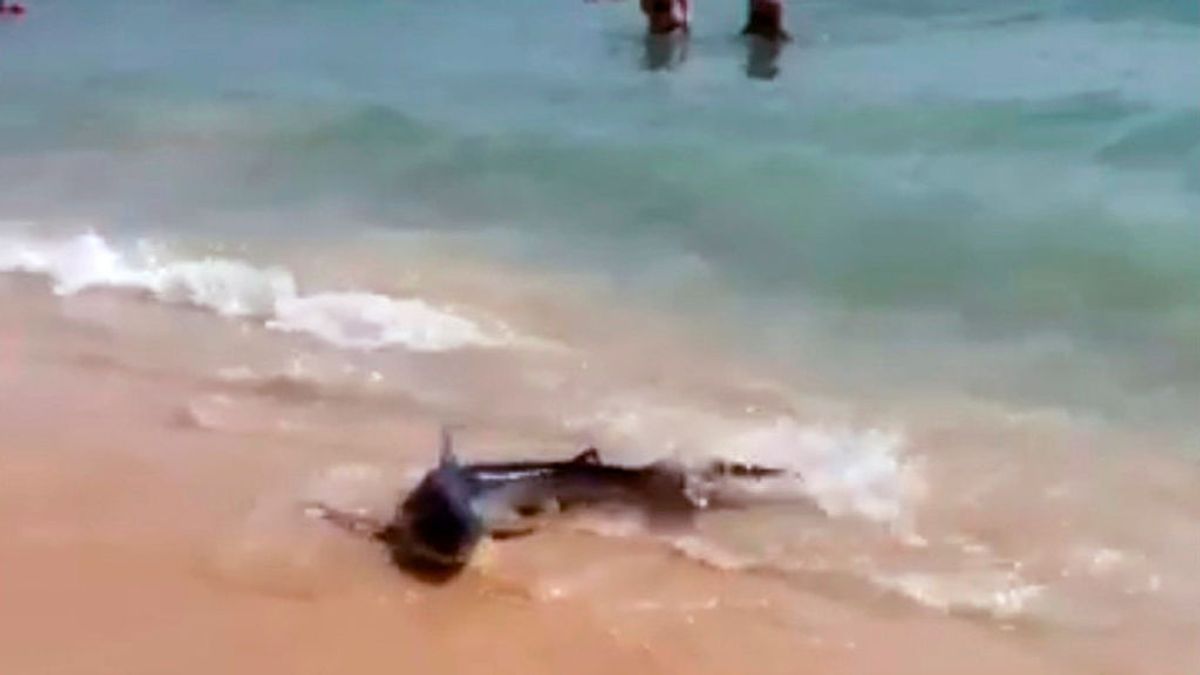 Un herido leve por rozarse con un tiburón en una playa de Mallorca
