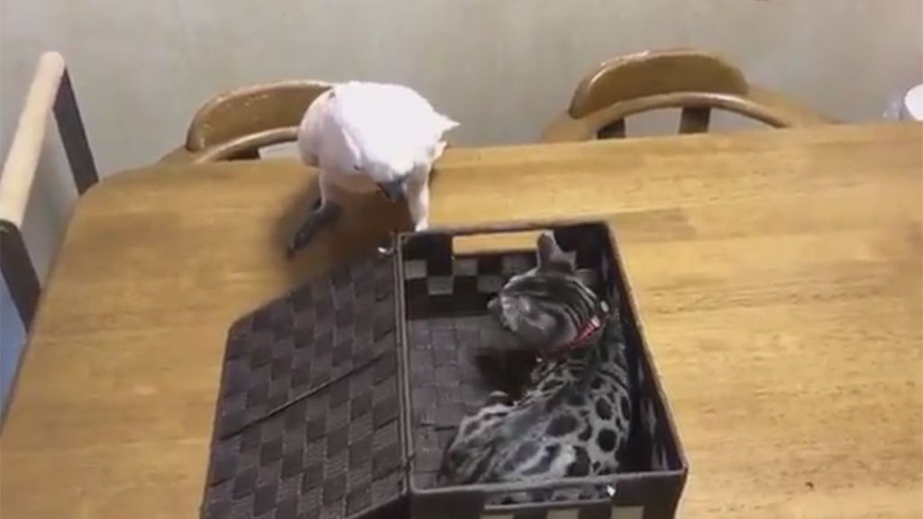 Un loro "rescata" a un gatito... ¡pero su reacción le hace cambiar de opinión!