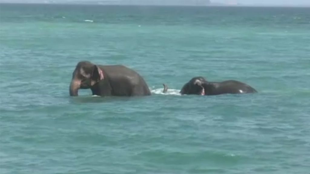 Sorprendente rescate de elefantes en el Océano Índico