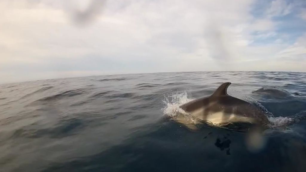 Un delfín de metro y medio atrapado en la Marina de Valencia