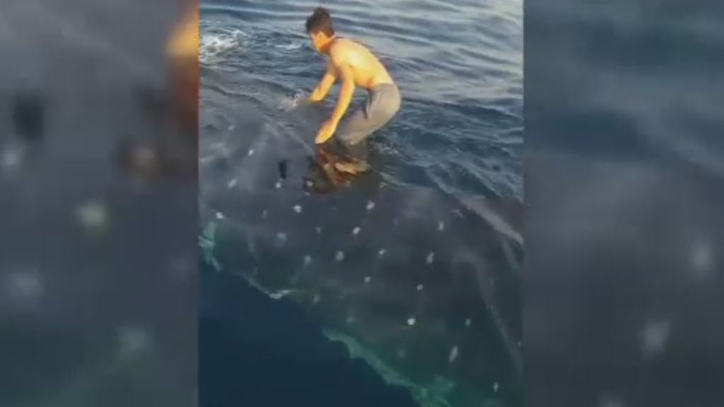 Indignación en las redes: dos hombres hacen surf sobre un tiburón ballena