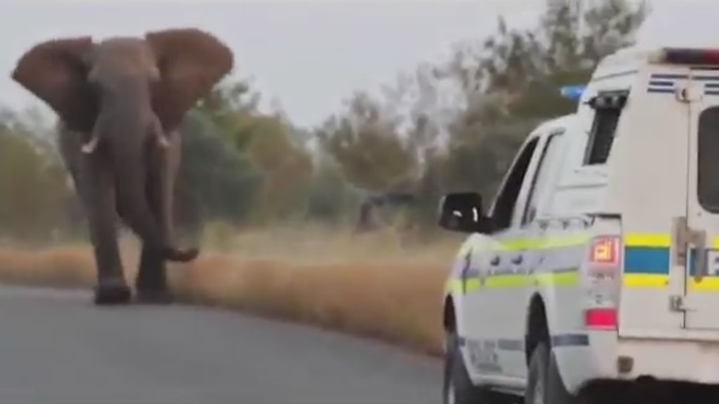 Un elefante arremete contra un coche de policía que estaba en la carretera