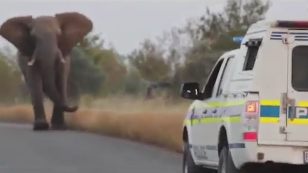 Un elefante arremete contra un coche de policía que estaba en la carretera