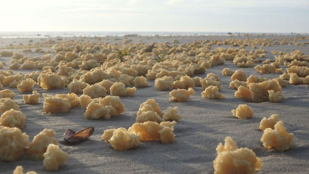 Amarillas y grasientas: extrañas esponjas cubren algunas playas de Francia