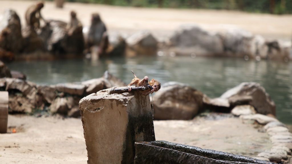 Caluroso día en el zoológico en Zhengzhou, China