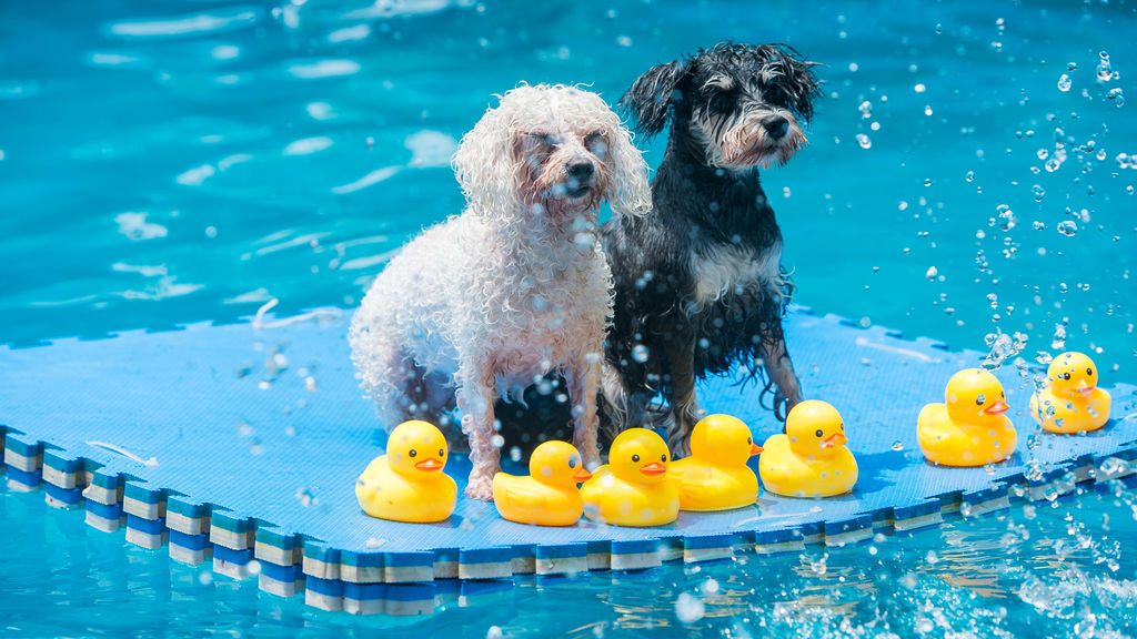 Perros se refrescan en China