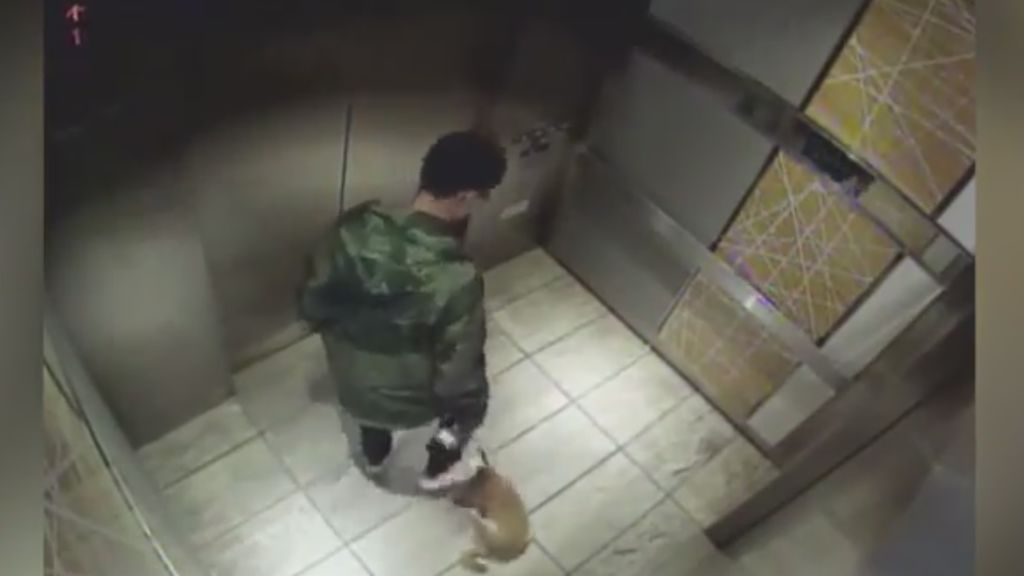 Imágenes impactantes de un joven maltratando cruelmente a su perro en un ascensor