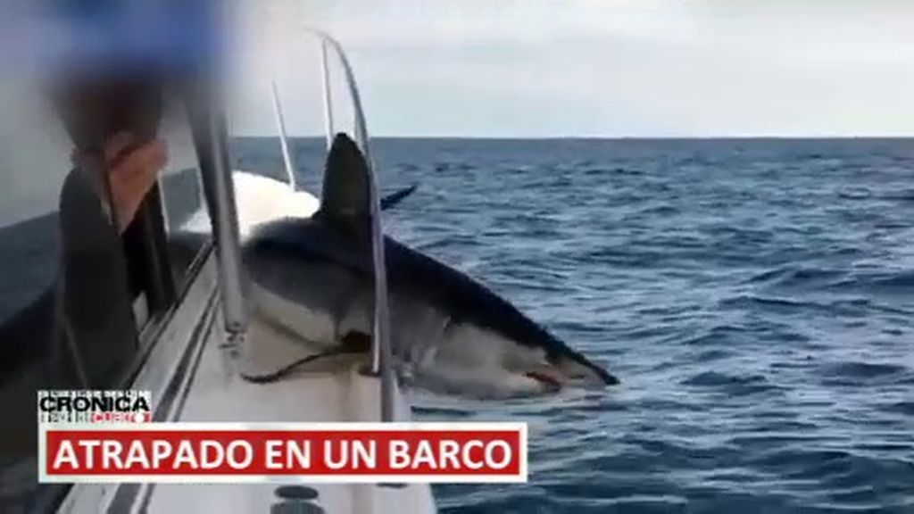 A golpes contra un azafato porque cancelan su vuelo, un tiburón atrapado en un barco…